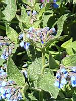 Symphytum X Uplandicum, fam. Boraginacees (4) (Photo F. Mrugala)